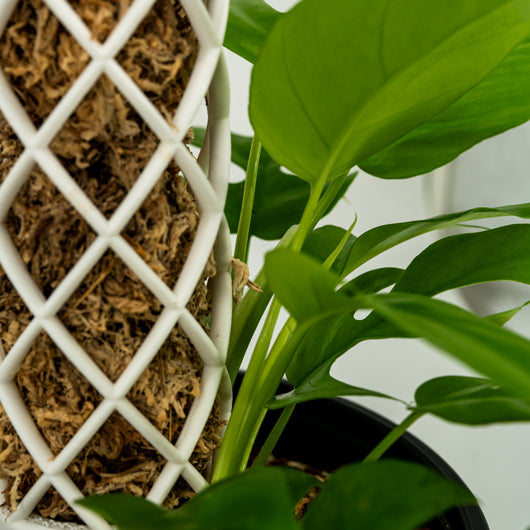 3D Printed Moss Pole with Triangle Base - 60mm/2.4in