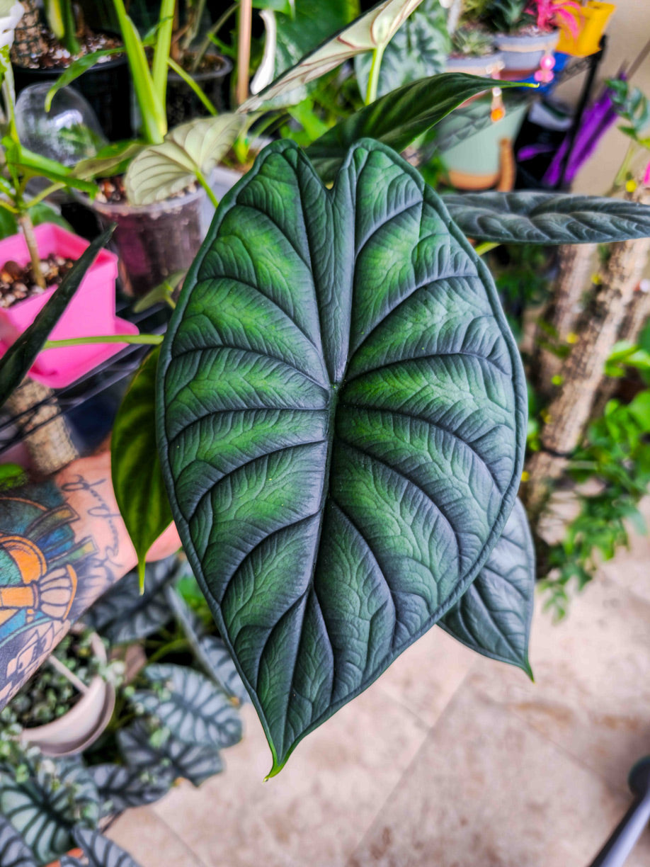 philodendron dragon scale Alocasia Dragon Scale
