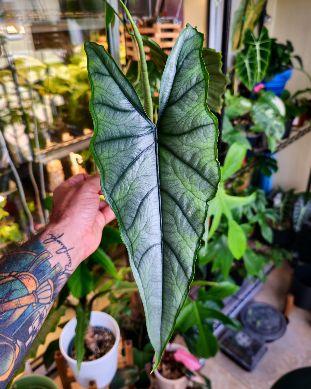 Alocasia Dragon s Breath Plant Miyagi s Garden alocasia-dragon-s-breath-plant-miyagi-s-garden