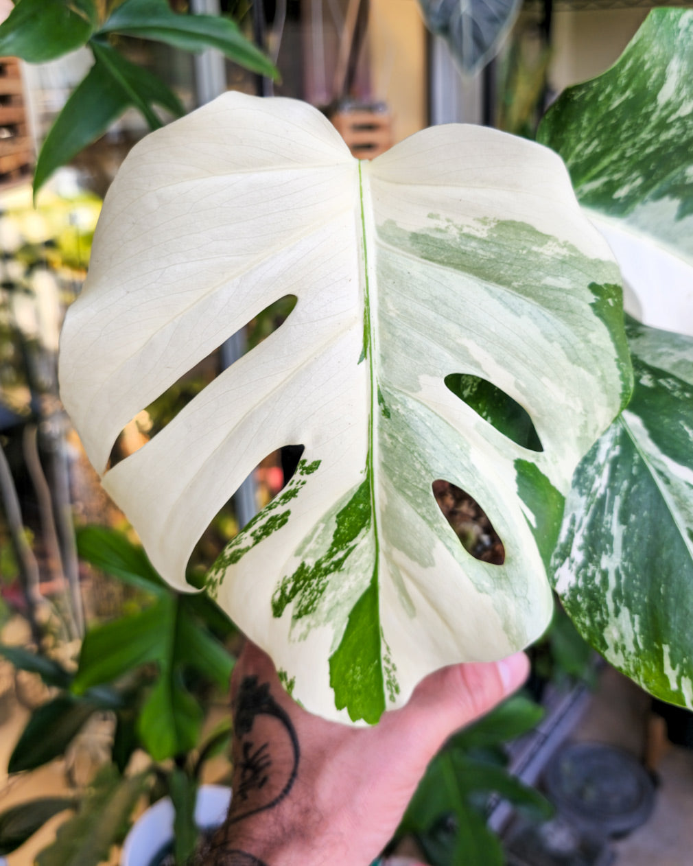 chimera monstera Monstera Albo Variegata Plant