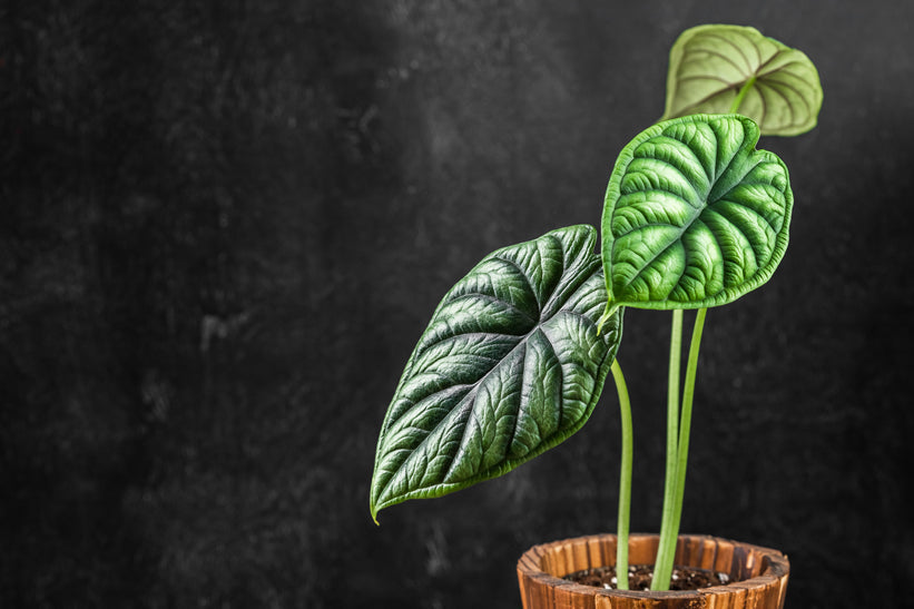 Stock image of green Alocasia Dragon Scale in wooden pot with dark background 