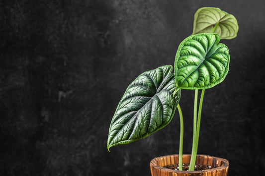 Stock image of green Alocasia Dragon Scale in wooden pot with dark background 