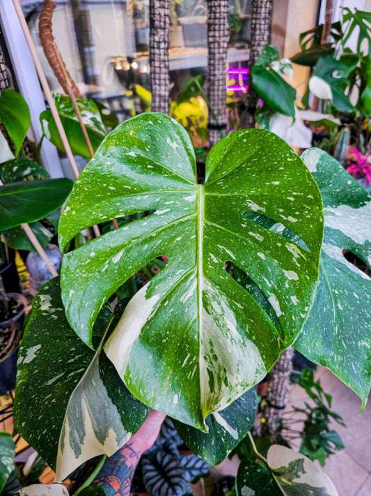 Monstera Thai Constellation with cream and green variegated split leaves from Miyagi's Garden