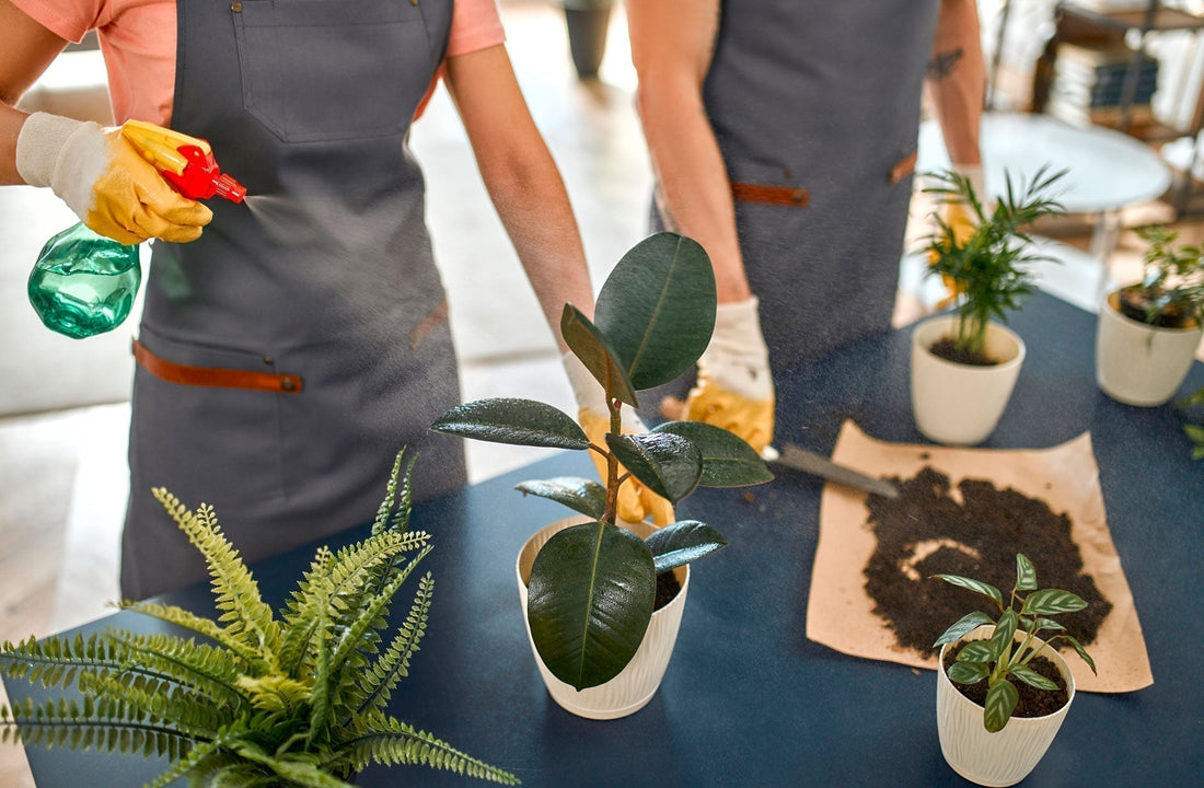 Woman with gloves applying pesticide to plants on a table. 