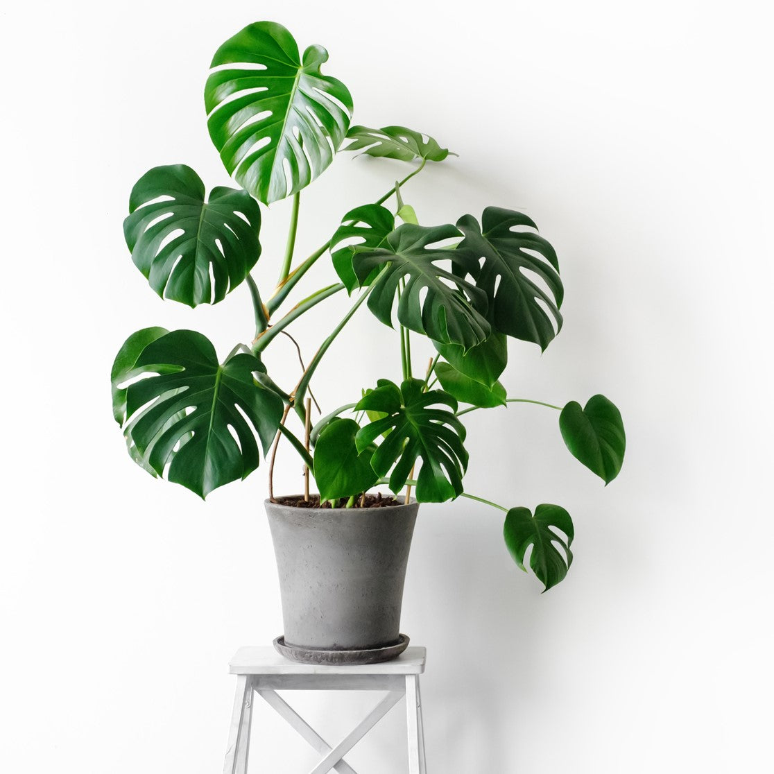 Monstera Deliciosa Care Guide: Grow Resilient Swiss Cheese Plants ...