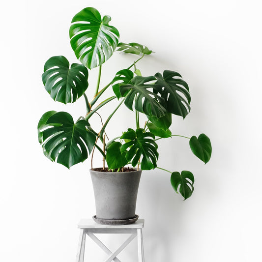 monstera-deliciosa-care-guide-swiss-cheese-plant