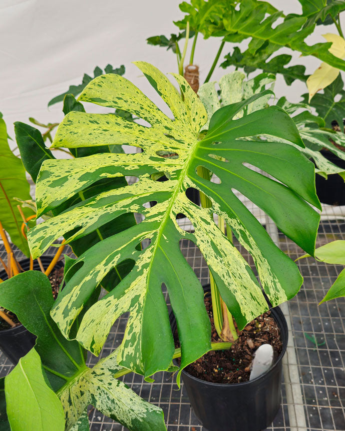 Tropical & Rare Plants for Sale