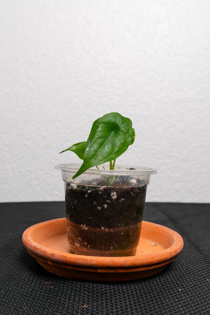 can you plant dragon's breath in a pot Alocasia Dragon's Breath Plant