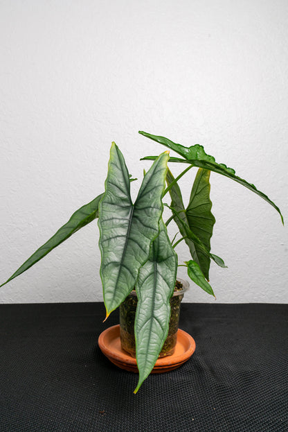 dragon's breath plant in pots Alocasia Dragon's Breath Plant