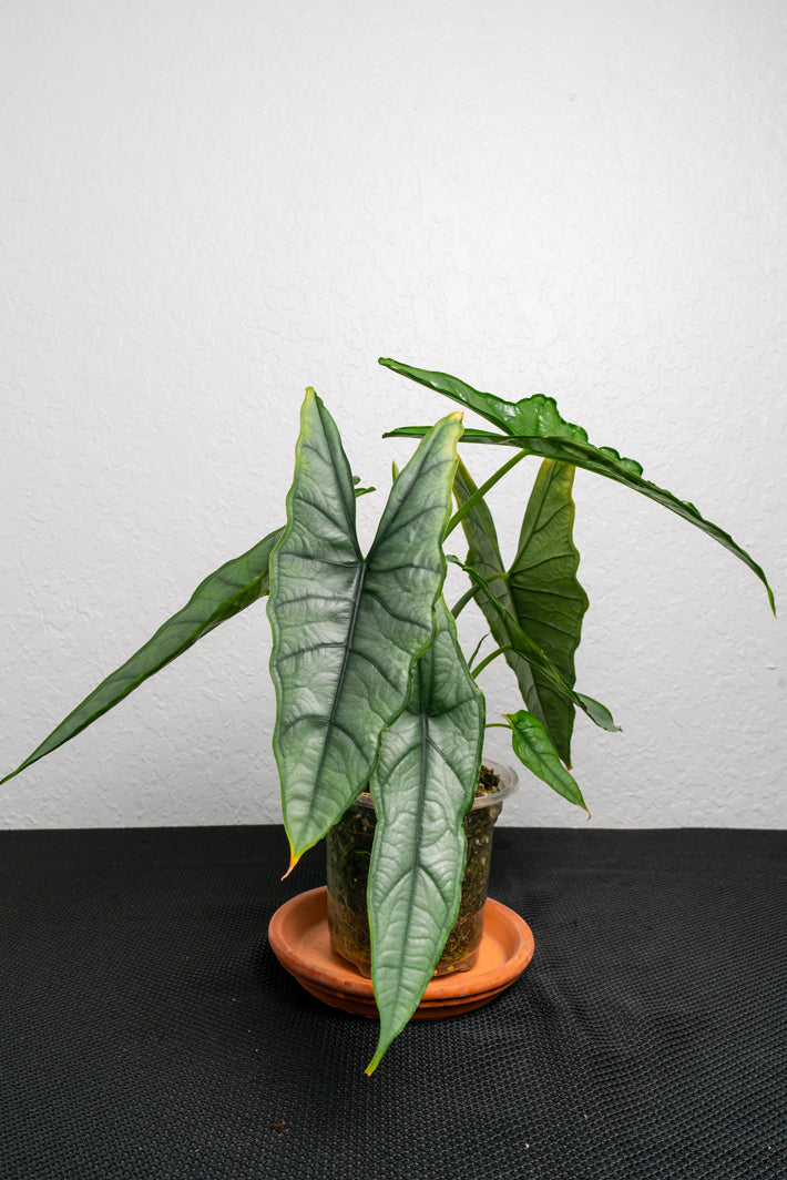 Alocasia Dragon's Breath