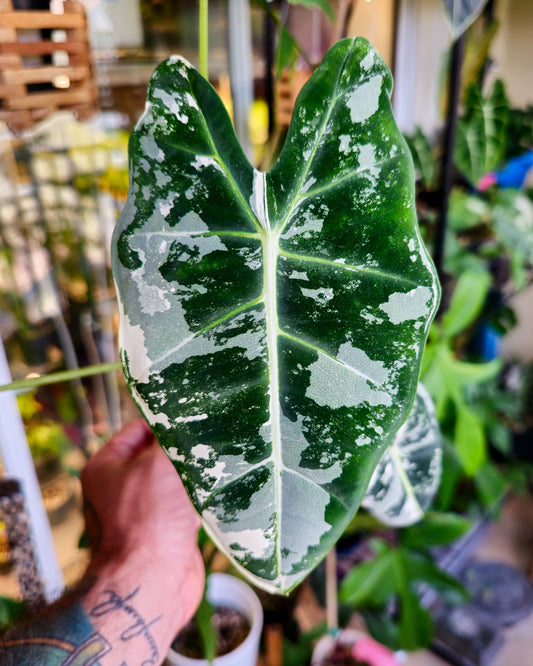 Alocasia Frydek Variegated