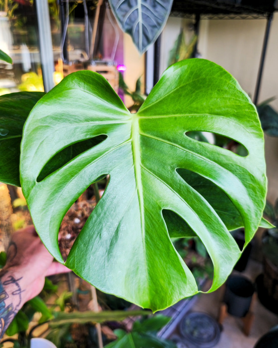 Giant Monstera