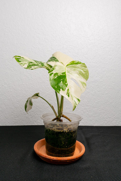 Monstera Deliciosa Albo Variegated