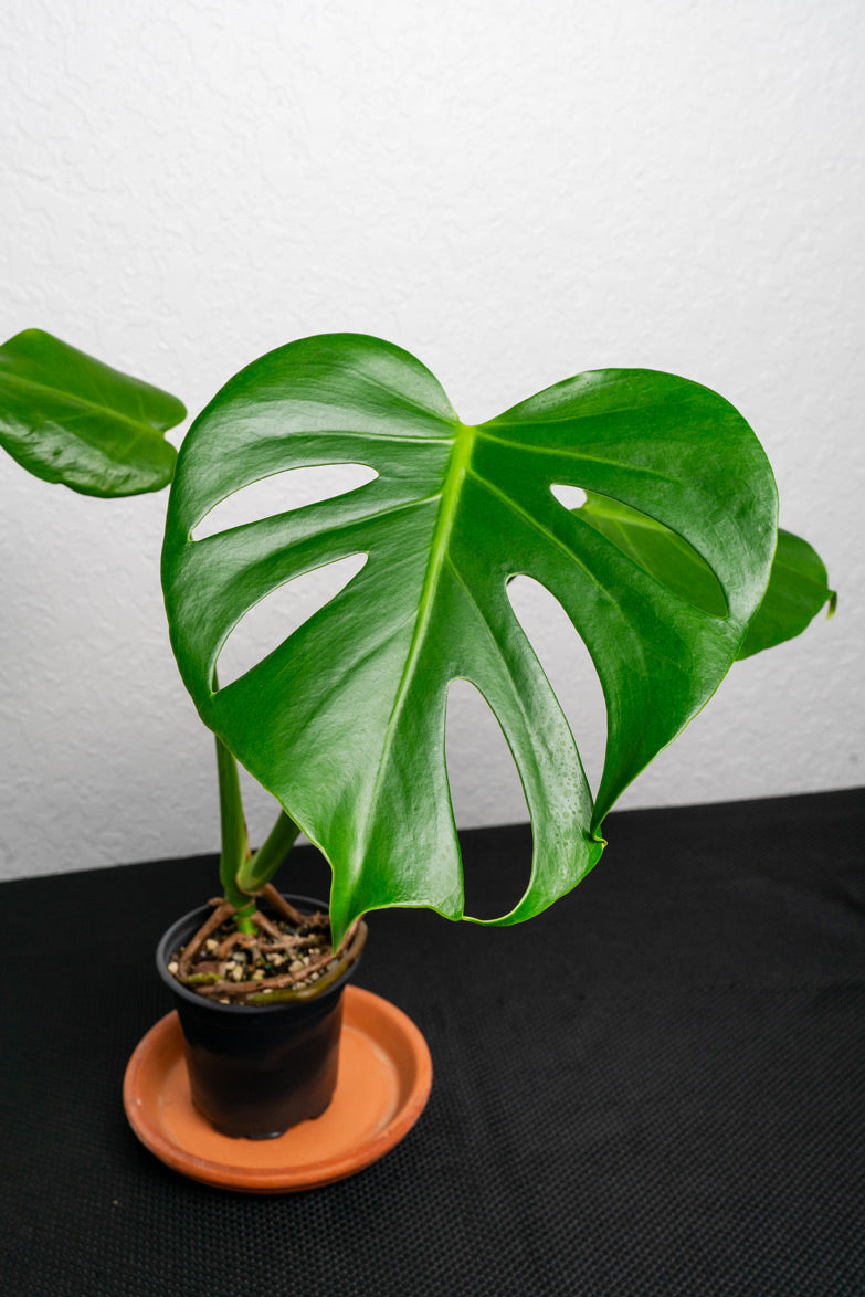 Giant Monstera