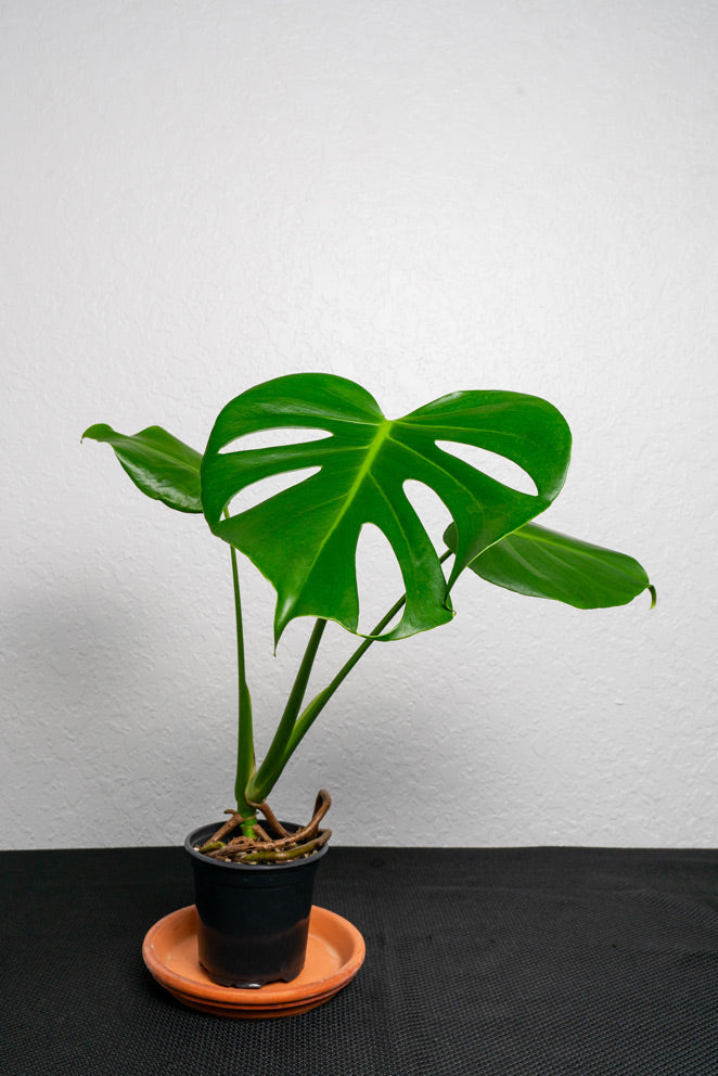 Giant Monstera