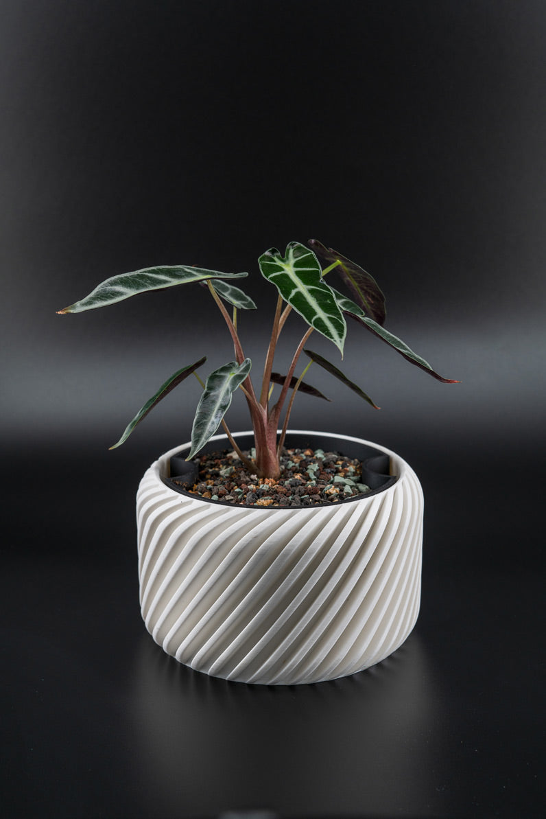 Single Swipe Self-Watering Pot