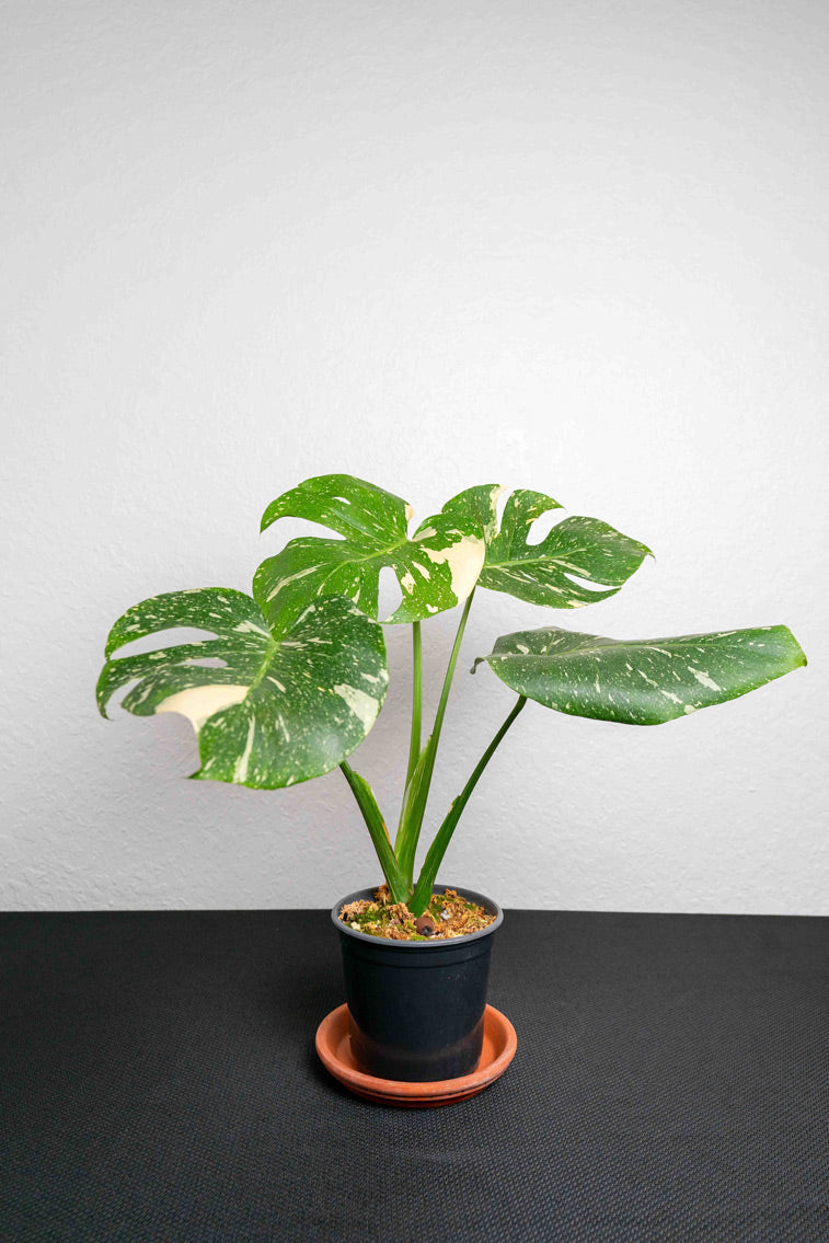 Monstera Thai Constellation