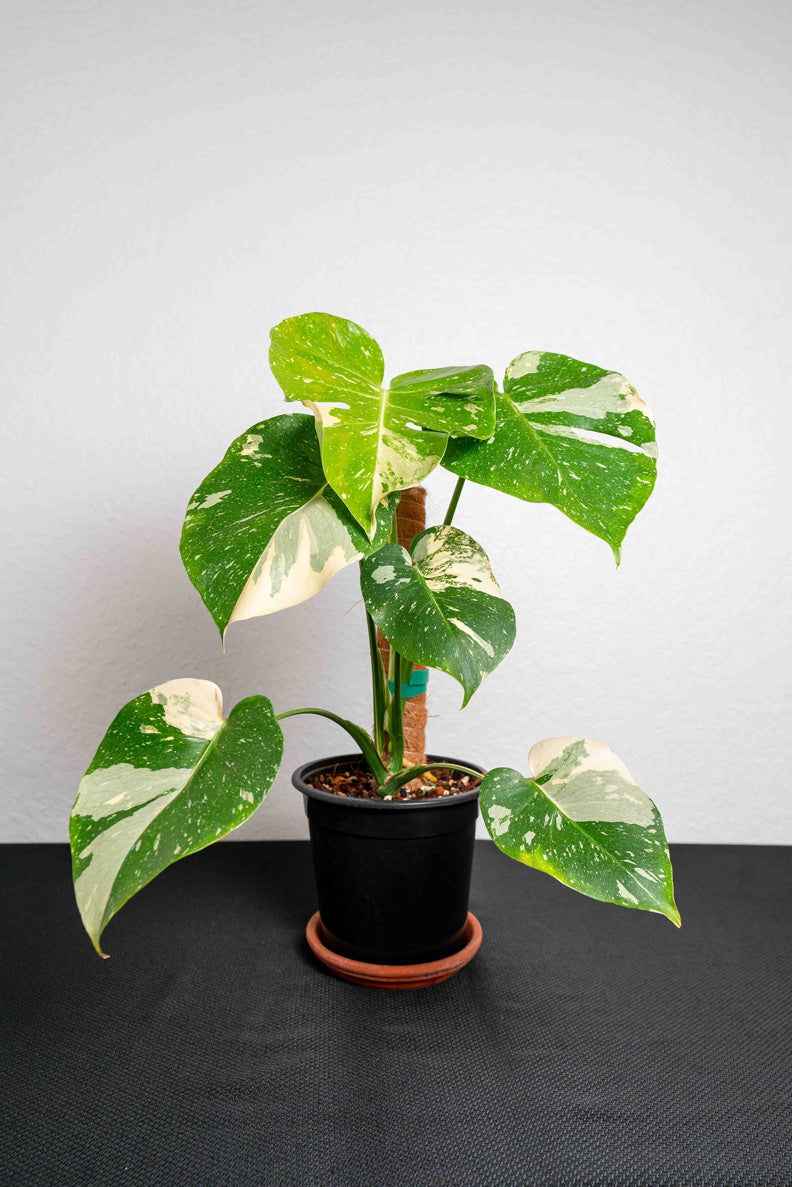 Monstera Thai Constellation